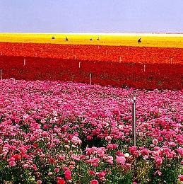 《怪物猎人崛起：曙光》“接待员琪切”视频 6月30日上线